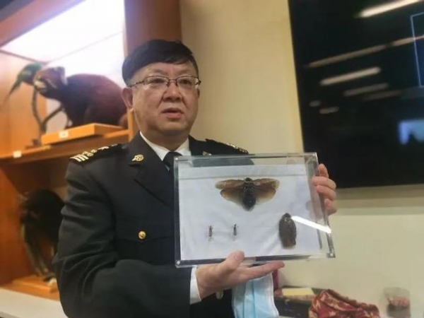 头皮发麻！上海海关截获，这种外来蟑螂竟被当成宠物？淘宝卖到100元一只-3.jpg
