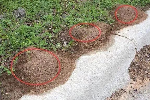 头皮发麻！上海海关截获，这种外来蟑螂竟被当成宠物？淘宝卖到100元一只-9.jpg