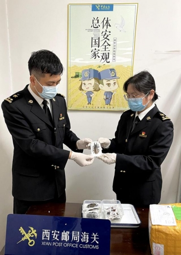 西安海关所属邮局海关在入境邮包中连续查获昆虫标本21件-2.jpg