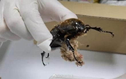 海关连续查获活体甲虫13只-1.jpg