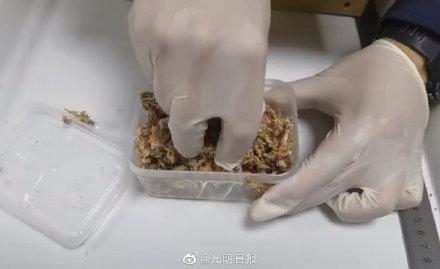 海关连续查获活体甲虫13只-2.jpg