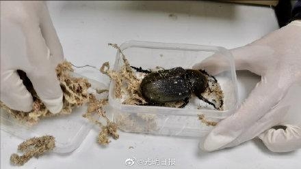 海关连续查获活体甲虫13只-3.jpg