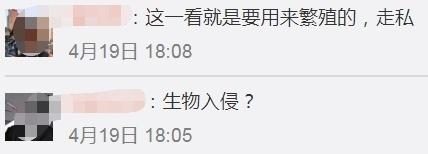 甲虫界坦克来袭！厦门海关首次查获5只活体长戟大兜虫「组图」-6.jpg