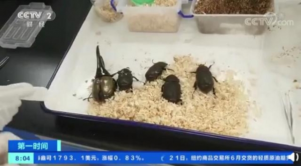 海关截获5只活体海格力斯长戟大兜虫，画面曝光，网友：鸡皮疙瘩掉一地-2.jpg