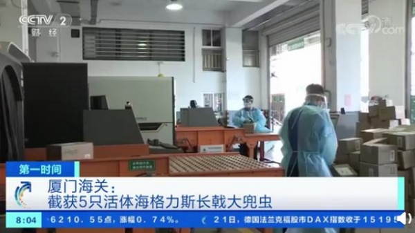 海关截获5只活体海格力斯长戟大兜虫，画面曝光，网友：鸡皮疙瘩掉一地-3.jpg