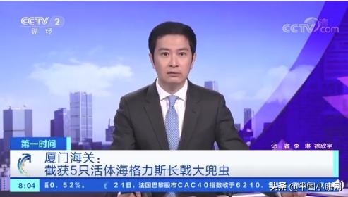 海关截获5只活体海格力斯长戟大兜虫！你见过国外有飞机空投甲虫么-1.jpg