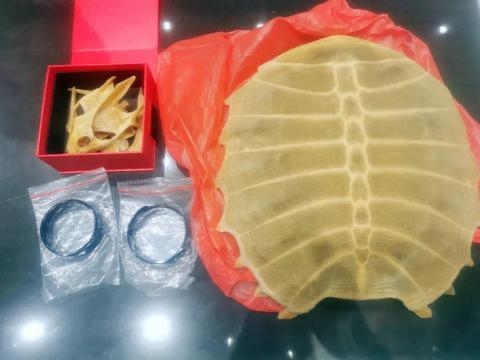 男子入境行李箱显示异常，海关查获脸盆大鳖壳和砗磲手镯-1.jpg
