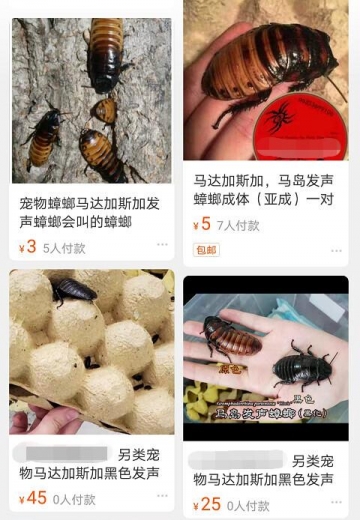 红火蚁、非洲蟑螂竟成宠物！海关截获→-4.jpg