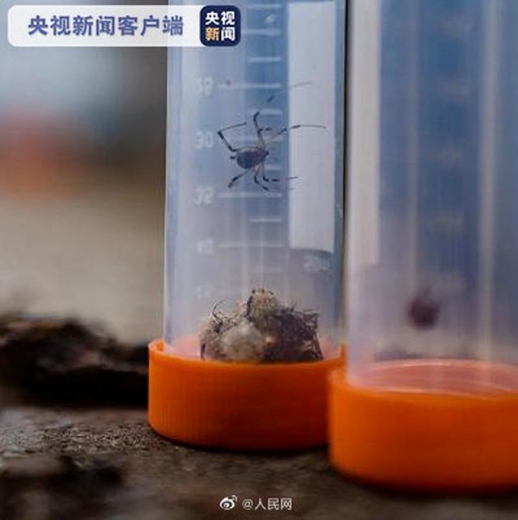 毛骨悚然！南通海关截获剧毒寡妇蛛及大量新鲜卵囊，网友：居心叵测-1.jpg