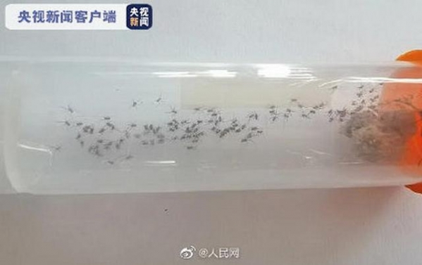 毛骨悚然！南通海关截获剧毒寡妇蛛及大量新鲜卵囊，网友：居心叵测-2.jpg