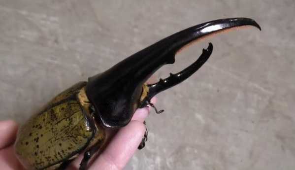 海关截获世界最长甲虫，力量奇大被称“大力神”，已成异宠界新宠-5.jpg