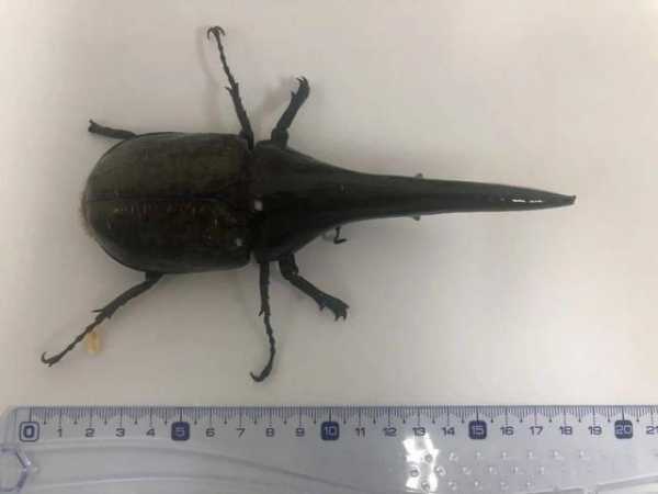 海关截获世界最长甲虫，力量奇大被称“大力神”，已成异宠界新宠-7.jpg