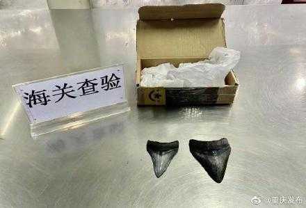 重庆江北机场海关首次查获巨齿鲨牙齿化石-1.jpg