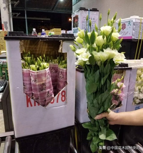 我国花卉进出口稳中向好 去年贸易总额达6.22亿美元-3.jpg
