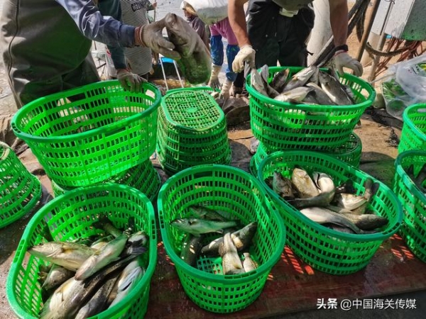 斗门“白蕉海鲈”喜获“通行证”澳门“菜篮子”将添新品-1.jpg