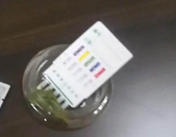 茶叶盒里暗藏秘密？海关检测出疑似大麻叶臭味-4.jpg