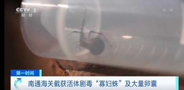 海关截获大量剧毒寡妇蛛卵！送检当天孵出数百蜘蛛-2.jpg