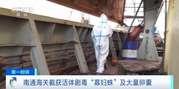 惊心！剧毒“寡妇蛛”被南京海关截获，送检当天孵出数百蜘蛛-1.jpg