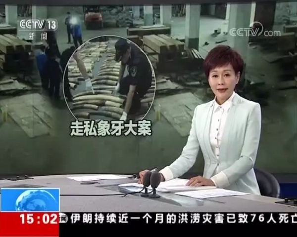 2748根!7.48吨!黄埔海关查获“1.17”特大象牙走私案w10.jpg