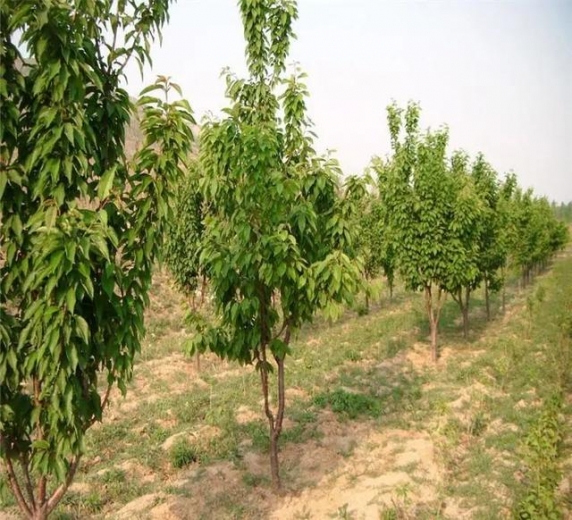 【动植物检疫】樱桃红了 | 大连樱桃走向国际市场-3.jpg