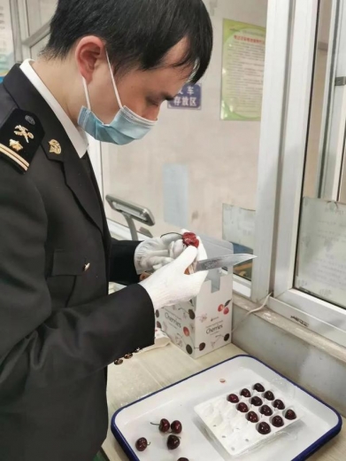 【动植物检疫】樱桃红了 | 大连樱桃走向国际市场-11.jpg