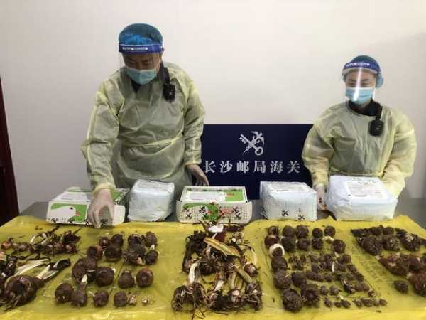 美丽但不合法！长沙邮局海关连续截获朱顶红177株-1.jpg