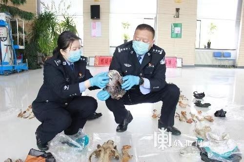 绥芬河海关破获一起濒危动物制品走私案-1.jpg