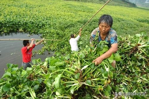 50只毒蚁被海关查获，喷酸可致人化学灼伤，是世上最大的蚂蚁之一-6.jpg