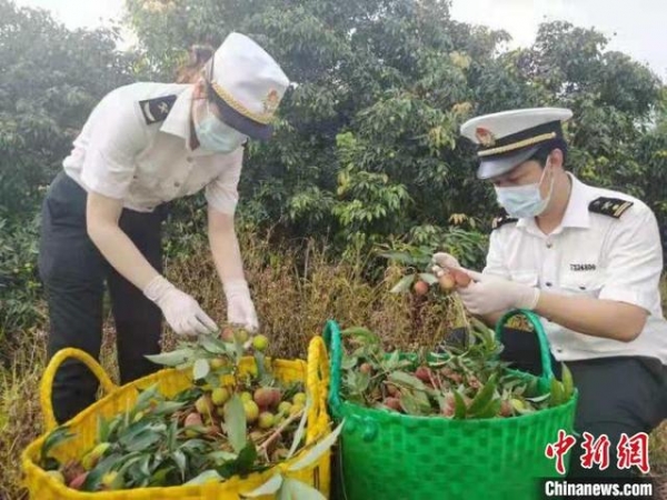 海关助广西灵山荔枝抢“鲜”出口实现零突破-3.jpg