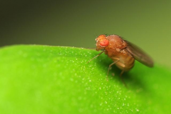 警惕生物战!我国海关截获美国包裹,7000只黑腹果蝇恐成为果农噩梦-8.jpg