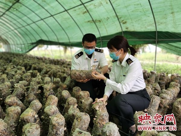 撑起香菇“致富伞”?郑州海关助推大别山区乡村振兴-1.jpg