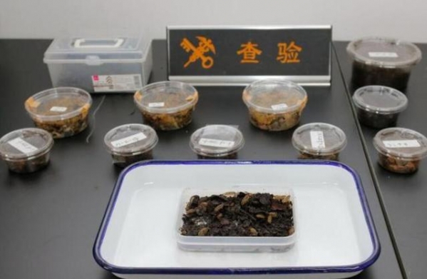 又是日本！100余只活体动物被大连海关查获，鼠妇破坏力有多强-4.jpg