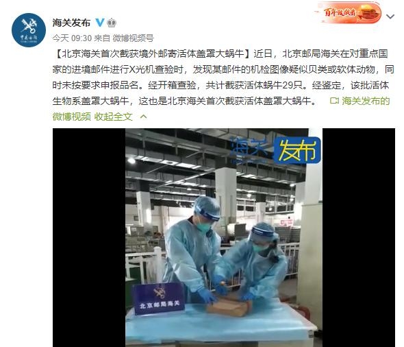 生物战？北京海关首次截获活体29只盖罩大蜗牛 食量大，繁殖速度快-1.jpg