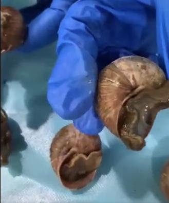 生物战？北京海关首次截获活体29只盖罩大蜗牛 食量大，繁殖速度快-2.jpg
