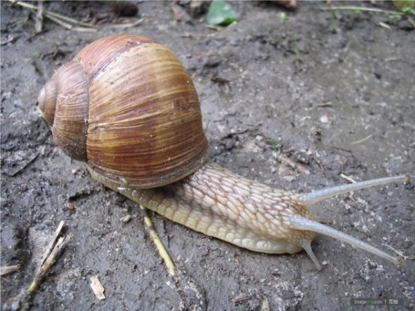 生物战？北京海关首次截获活体29只盖罩大蜗牛 食量大，繁殖速度快-7.jpg