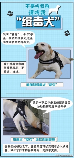 不要叫我狗，请叫我“缉毒犬”-1.jpg