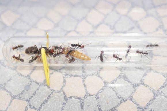 假申报！昆明海关查获70只活体红狂蚁 游戏养殖，违规走私海外物种-7.jpg