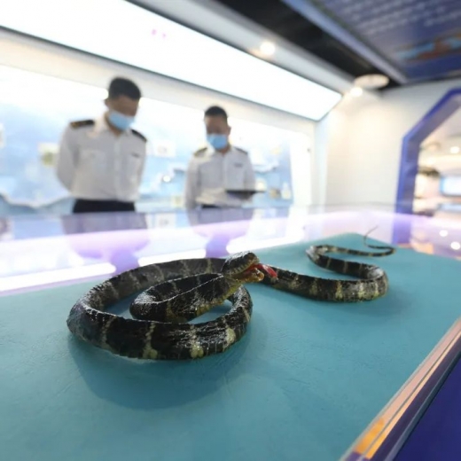 揭开厦门海关国门生物安全展厅神秘面纱w79.jpg