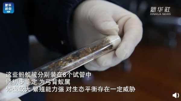 郑州海关从进境邮件中截获活蚂蚁，总数超600只，网友：细思极恐-2.jpg