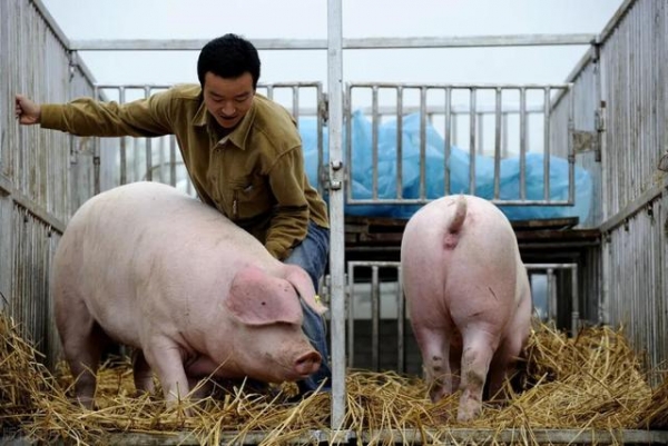 11月14日生猪价格：海关暂停99家肉企进口！猪价有望上涨？-5.jpg