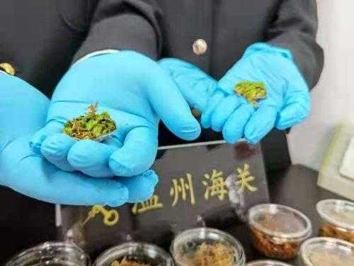 温州海关查获50只国外邮寄入境“招财蛙”-4.jpg