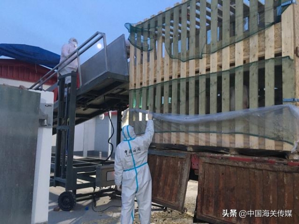 进口猪猪们45天隔离期开始-2.jpg