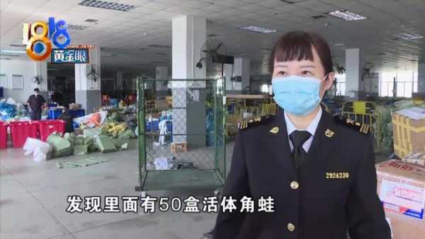 海关工作犬立大功！50只活的“招财蛙”混在玩具里被闻了出来-3.jpg