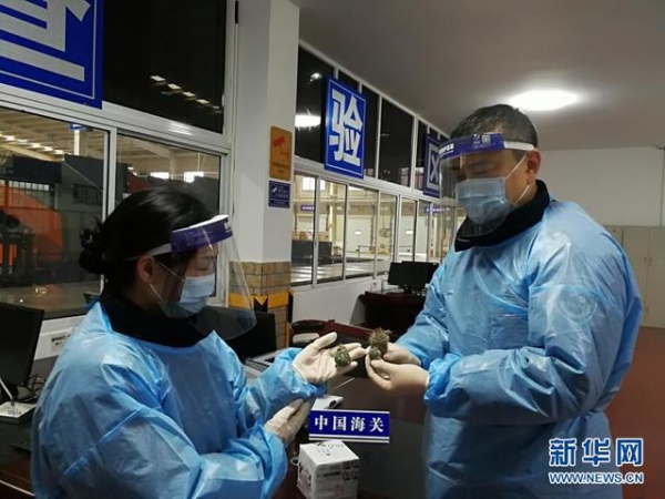 长沙海关截获活体濒危植物苗木2种4株-2.jpg