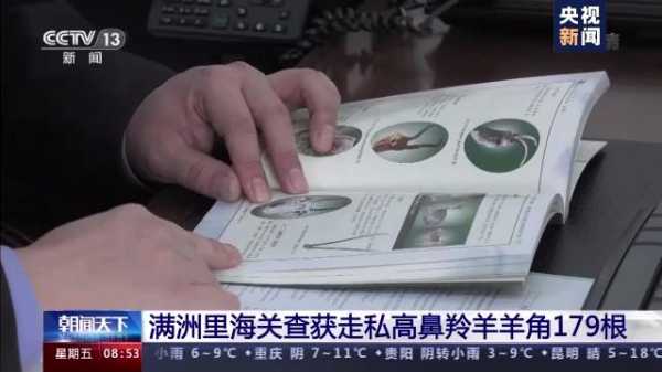 179根高鼻羚羊角藏在哪了？满洲里海关查获一起走私案-1.jpg