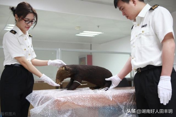 涉嫌走私被海关立案的企业是否废了？还能申请AEO认证吗？-4.jpg