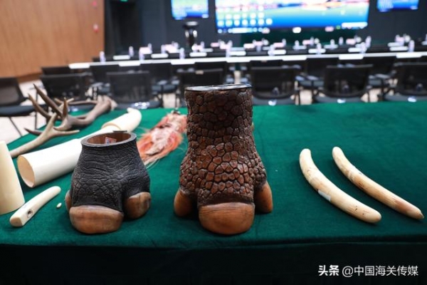 天津海关向国家海洋博物馆移交1724件野生动物及其制品-3.jpg