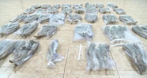 严惩！这种极危物种的“角”，海关一次查获179根-2.jpg