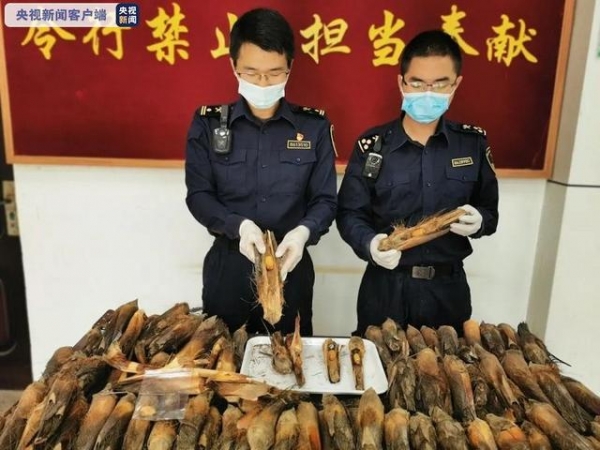 云南孟定海关截获164只红棕象甲活体 系检疫性有害生物-1.jpg