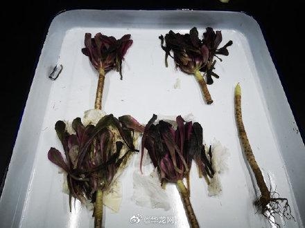 进境邮件里暗藏“多肉”海关提醒：非法进境风险高-2.jpg